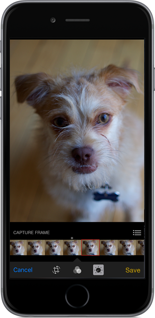 An iPhone editing a Live Photo of a dog, with a Capture Frame strip of thumbnails along the bottom and one frame selected